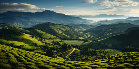 view of a coffee plantation of colombia or brazil with coffee plants in the foreground.