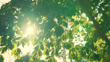 Wall Mural - Sun shining through bright green tree leaves in forest, Spring and summer, Young green spring tree background.