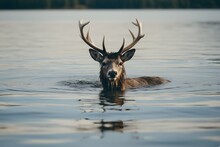 A Close Up Of A Deer In A Body Of Water