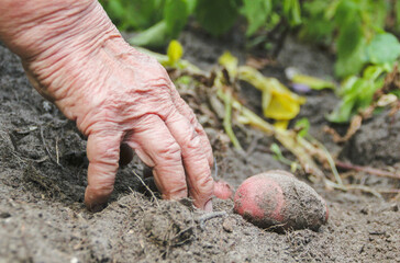 Sticker - Kartoffel Feld Ernte Rot Frau Hand Garten 