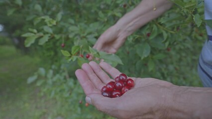 Wall Mural - Human harvests red ripe cherry growing in own garden. Pensioner gathers red ripe cherry berries from cherry tree at country house closeup slow motion