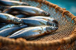 close up of anchovy fish on a fish net