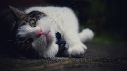 Poster - Tabby Cat Playing at Home