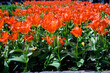 Close up of red tulips during spring blooming