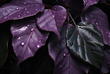 Purple Leaves With Water Drops Close-up,  Natural Background, Generative AI