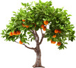 Orange tree up close and isolated. orange tree with isolated background and leaves.