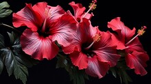Beautiful Hibiscus Flowers Red White High Resolution Ai Generated Art