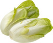 Fresh endive, green chicory salad isolated on white background