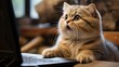 Cat surprised by what he sees on the computer. British cat suitable for social media elements. Generative AI