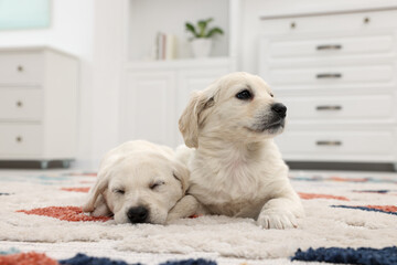 Sticker - Cute little puppies lying on carpet at home