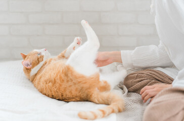 Poster - ベッドルームで猫・ペットと遊ぶ飼い主のアジア人女性（お腹・パジャマ）
