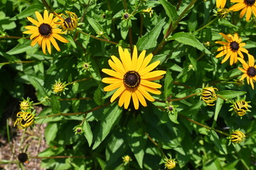 Poster - Black-eyed Susan ( Rudbeckia ) flowers. Astetaceae perennial plant native to North America. Yellow flowers bloom from July to October.