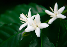コーヒーの白い花