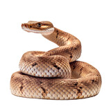A brown snake against a white background. isolated on white. Transparent PNG. Generative AI