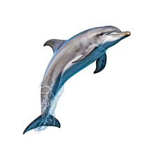 A Dolphin Jumping Up Into The Air. Isolated On White. Transparent PNG. Generative AI
