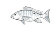 Cartoon style drawing sketch illustration of a mutton snapper or Lutjanus analis fish of the Gulf of Mexico on isolated white background.

