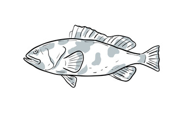 Canvas Print - Cartoon style drawing sketch illustration of a Red Grouper or Epinephelus morio, Grouper, Cherna americana, Negre fish of the Gulf of Mexico on isolated white background.
