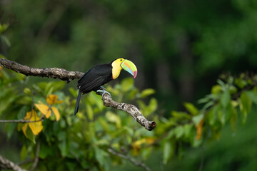 Wall Mural - Ramphastos sulfuratus, Keel-billed toucan The bird is perched on the branch in nice wildlife natural environment of Costa Rica