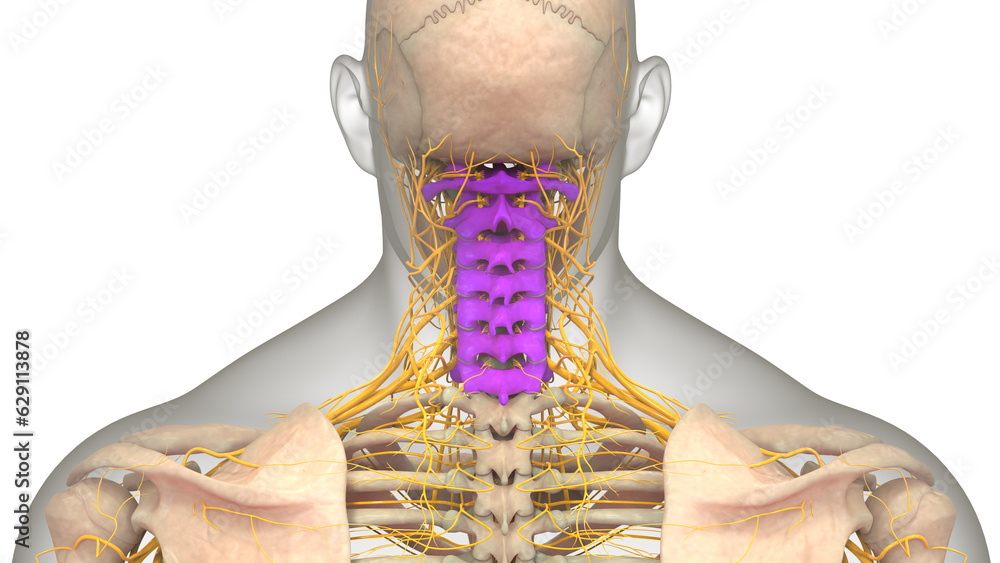 Spinal Cord Vertebral Column Cervical Vertebrae of Human Skeleton ...
