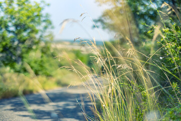 Wall Mural - Idyllic wild grass in forest at sunset. Macro image, shallow depth of field. Abstract summer nature background. Vintage filter. Tranquil spring summer nature closeup and blurred forest background