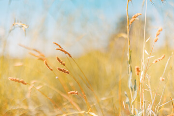 Wall Mural - Nature sunset meadow backdrop. Beautiful field with wild flowers over blurred sunset sky. Beauty nature field background with sun flare. Pastel vintage colors wild grass and flowers nature backdrop. 