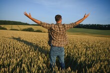 Sunny Picture Of Happy Farmer Looking Up In Sky And Outstretching Hands. Stand In Middle Or Wheat Field And Enjoy. Ripe Harvest Time. Sunrise Or Sunset