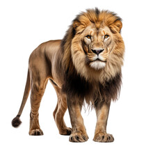 Lion Looking Isolated On White