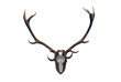 Deer skull with big horns trophy transparent