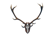Deer Skull With Big Horns Trophy Transparent