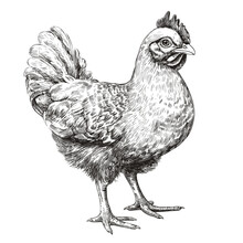 Domestic Chicken, Farm Poultry, Hand Drawn Ink Illustrations, Black And White Drawing, Png Created With Generative AI