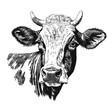 Cow head, domestic calf portrait with horns, farm livestock, hand drawn ink illustration, black and white engraving drawing, png created with generative AI