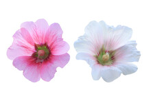Hollyhock Or Malvaceae Or Alcea Rosea Linn Flowers Collection Of Beautiful White-pink Hollyhock Flowers Bouquet Isolated On Transparent Background.	