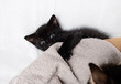 Funny naughty black kitten is playing. Selective focus.