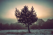 © Gaschwald - Lonely pine tree in winter colors, standing on a snowy meadow at early morning sunlight