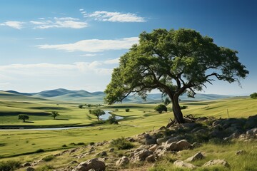 landscape of a large green tree in a vast meadow with a blue summer sky