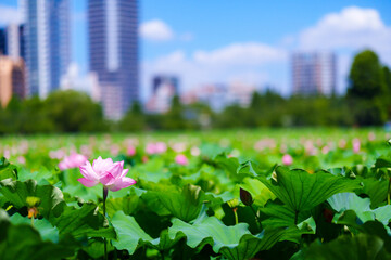 不忍池の蓮の花