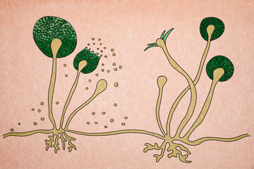 Poster - Structure of Rhizopus mold, also known as bread mold, black fungus, illustration