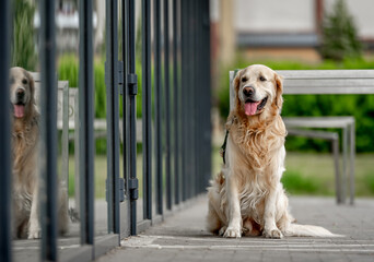 Sticker - Golden retriever dog outdoors