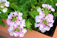 Blooming Pink Verbena Flowers In The Summer Close-up Photo. 