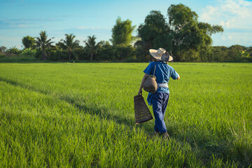 Handsome young man Asian Thai farmer in the countryside wearing Mohom local traditional clothes holding a hoe and randomly catching fish tools in a green rice field.