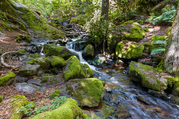 stream in the forest