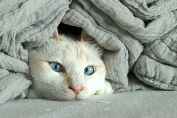 Cat in comforter