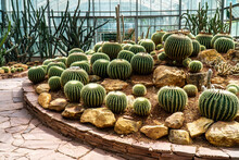 Golden  Barrel Cactus Growth In Greenhouse At Queen Sirikit Botanic Garden, Chiang Mai, Thailand
