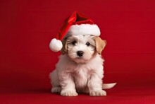 Adorable Wallpaper Or Background Of Young Funny Looking Dog Dressed Up As Santa In Christmas Card Photo Shoot On Red Background. Space For Text