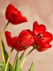 Canvas Print - A group of red spring tulips