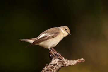 Sticker - Female Pied flycatcher Ficedula hypoleuca on spring migration. Malta