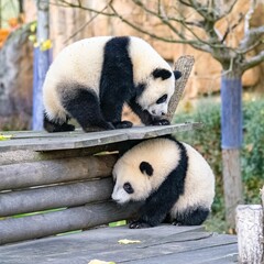 Sticker - Giant panda cubs playing