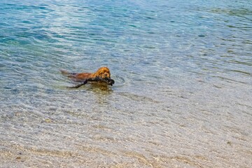 Poster - Corsica, France, a happy King Charles dog bathing 
