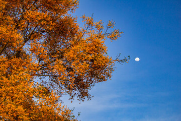 Wall Mural - Feijão cru (Platymiscium pubescens) Uma árvore florida com a lua e o céu azul ao fundo. Com espaço para texto.