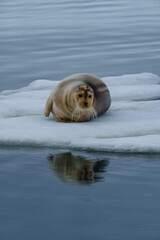 seal lying on arctic sea ice